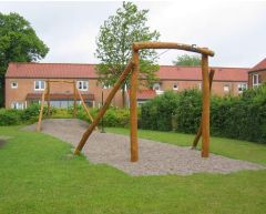 Robinia taubane - 20 m